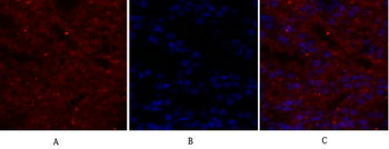 Glut1 Polyclonal Antibody