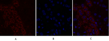Glut1 Polyclonal Antibody