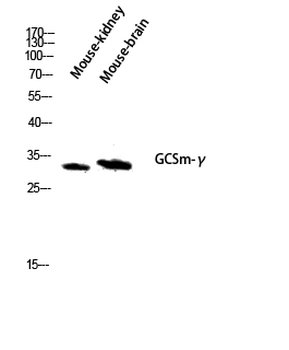 GCSm-γ Polyclonal Antibody