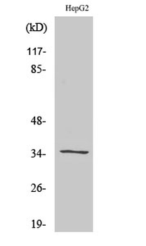 Galectin-9 Polyclonal Antibody