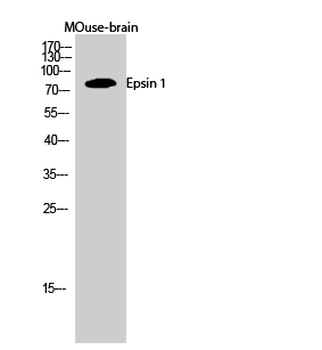 Epsin 1 Polyclonal Antibody