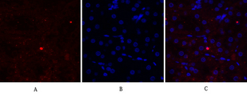 EGFR Polyclonal Antibody