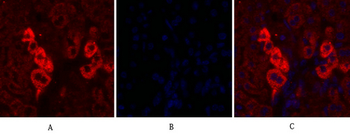 EGFR Polyclonal Antibody
