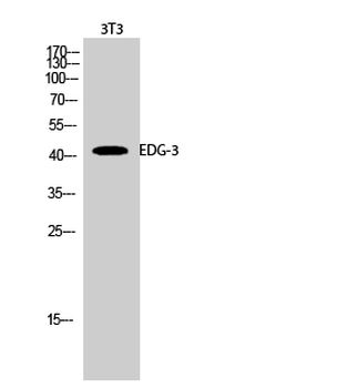 EDG-3 Polyclonal Antibody