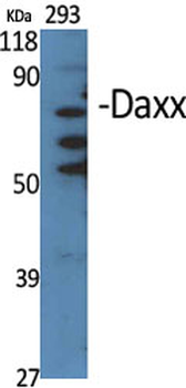 Daxx Polyclonal Antibody