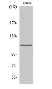Daxx Polyclonal Antibody