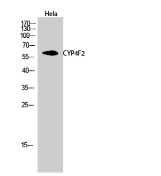 CYP4F2 Polyclonal Antibody