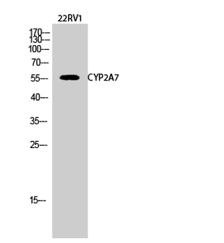 CYP2A7 Polyclonal Antibody
