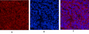 Cyclin E1 Polyclonal Antibody