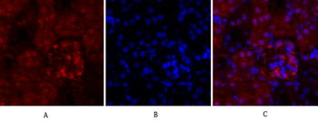 Cyclin A Polyclonal Antibody