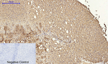 Cyclin A Polyclonal Antibody