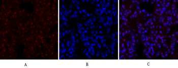 CREB-1 Polyclonal Antibody