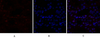 CREB-1 Polyclonal Antibody