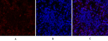 CREB-1 Polyclonal Antibody