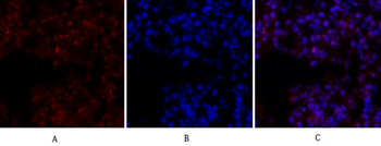 CREB-1 Polyclonal Antibody