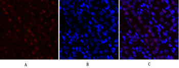 c-Myc Polyclonal Antibody