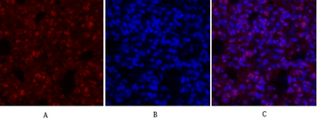 c-Myc Polyclonal Antibody