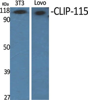CLIP-115 Polyclonal Antibody