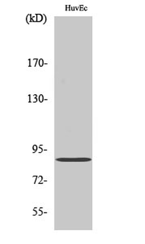 cGKII Polyclonal Antibody