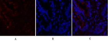 c-Fos Polyclonal Antibody