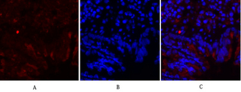 c-Fos Polyclonal Antibody