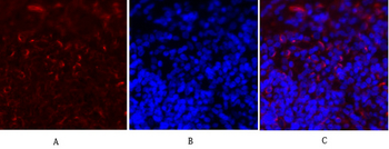 c-Fos Polyclonal Antibody