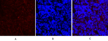 c-Fos Polyclonal Antibody