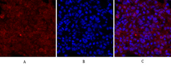 Cdc2 Polyclonal Antibody