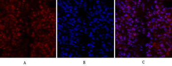 CD44 Polyclonal Antibody