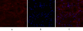 CD44 Polyclonal Antibody