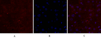 CD44 Polyclonal Antibody