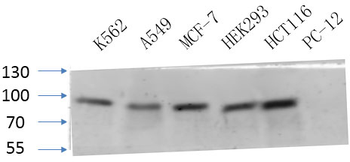 CD44 Polyclonal Antibody