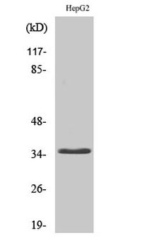 CD34 Polyclonal Antibody