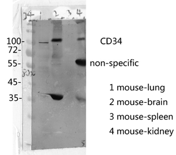 CD34 Polyclonal Antibody