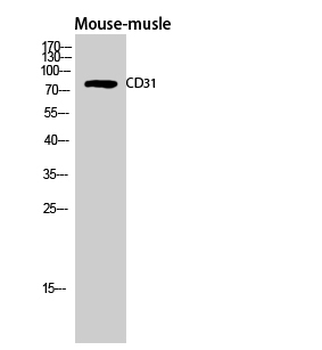 CD31 Polyclonal Antibody