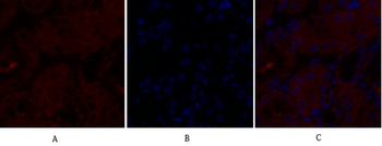 Caveolin-1 Polyclonal Antibody