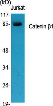 Catenin-β1 Polyclonal Antibody
