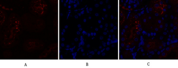 Caspase-8 Polyclonal Antibody