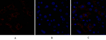 Caspase-8 Polyclonal Antibody