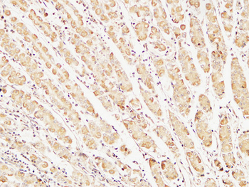 Caspase-7 Polyclonal Antibody