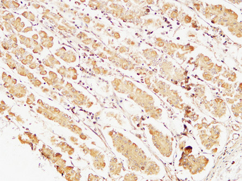Caspase-7 Polyclonal Antibody