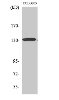 CARD 11 Polyclonal Antibody