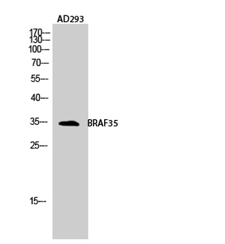 BRAF35 Polyclonal Antibody
