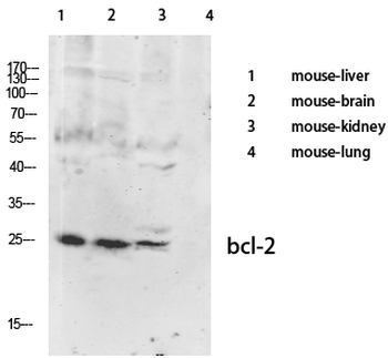 Bcl-2 Polyclonal Antibody