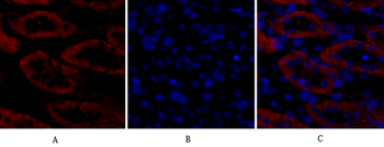 Bax Polyclonal Antibody