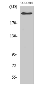 APC Polyclonal Antibody