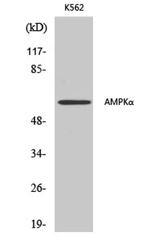 AMPKα1/2 Polyclonal Antibody