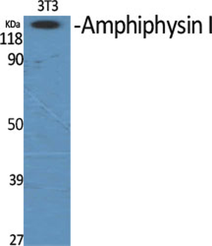 Amphiphysin I Polyclonal Antibody