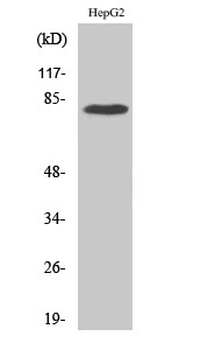 Adducin γ Polyclonal Antibody