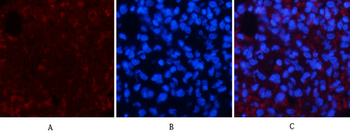 Actin β Polyclonal Antibody